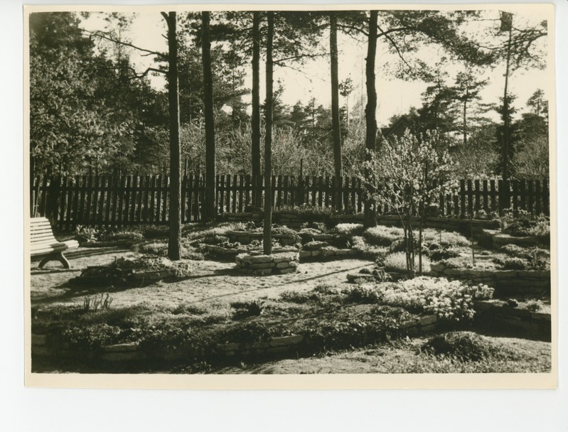 Vaade aiale kiviktaimlaga, 1959