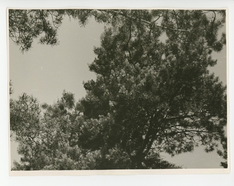 Uhkesti tõusevad männiladvad taevasse, 1959