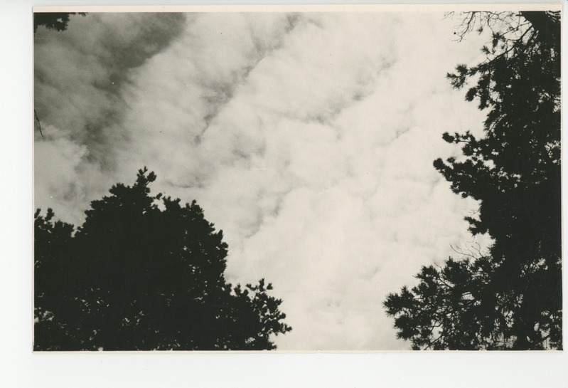 Uhkesti tõusevad männiladvad taevasse, 1960