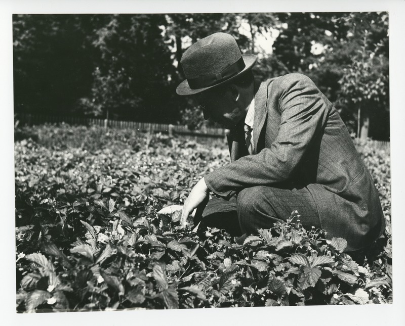 Friedebert Tuglas Ahjal õpetaja Püttsepa maasikamaal, 1938