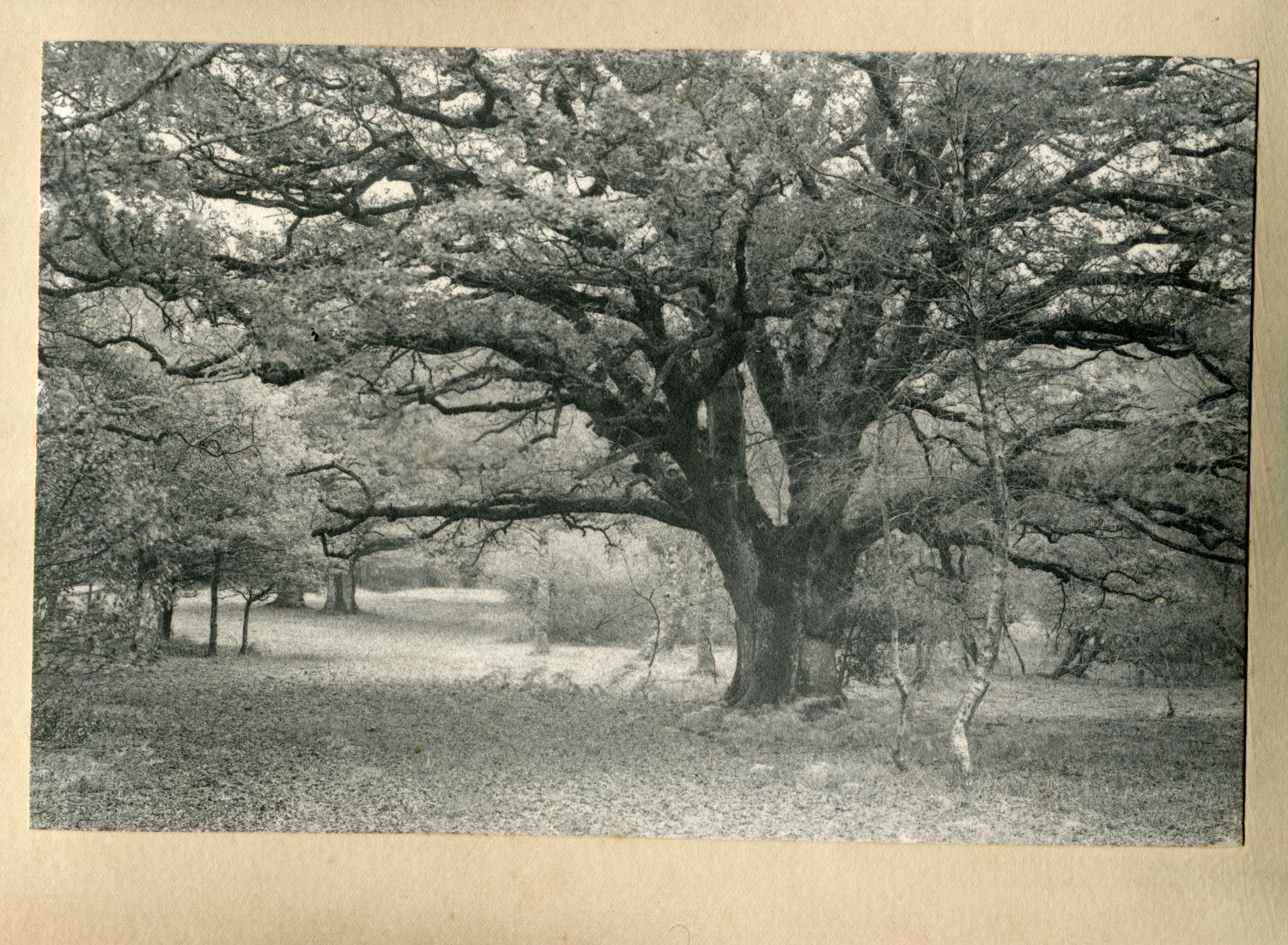 Old oak tree, Burley