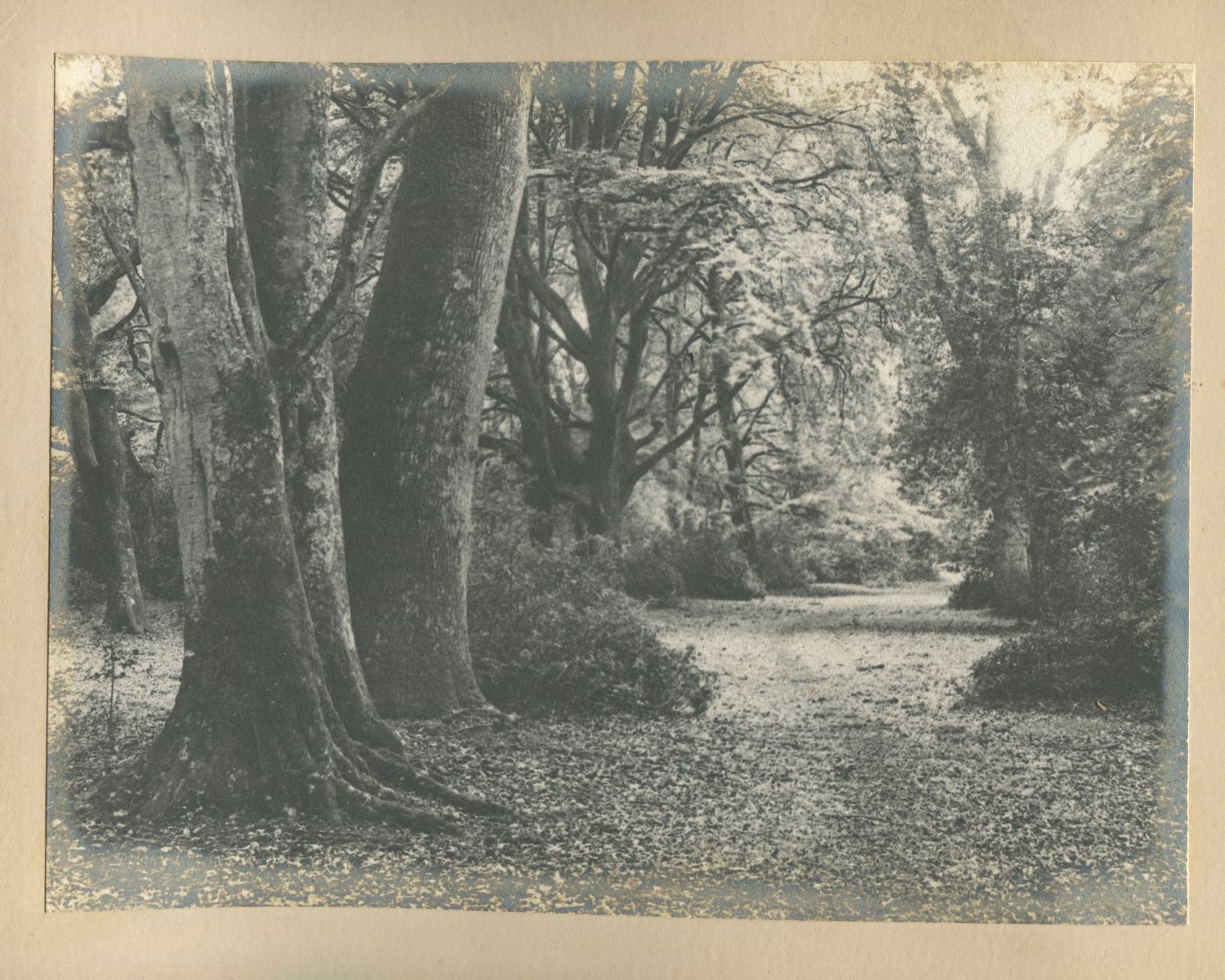 Trackway through a beech wood, Burley