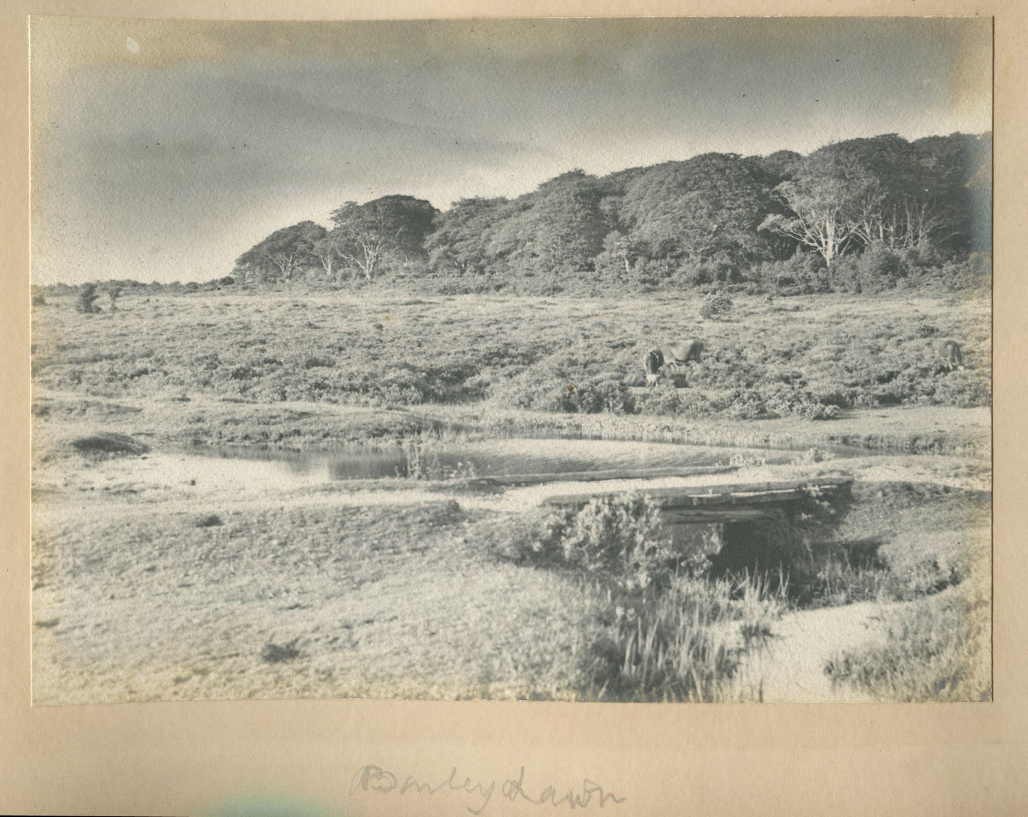 Ridley Bottom, Burley