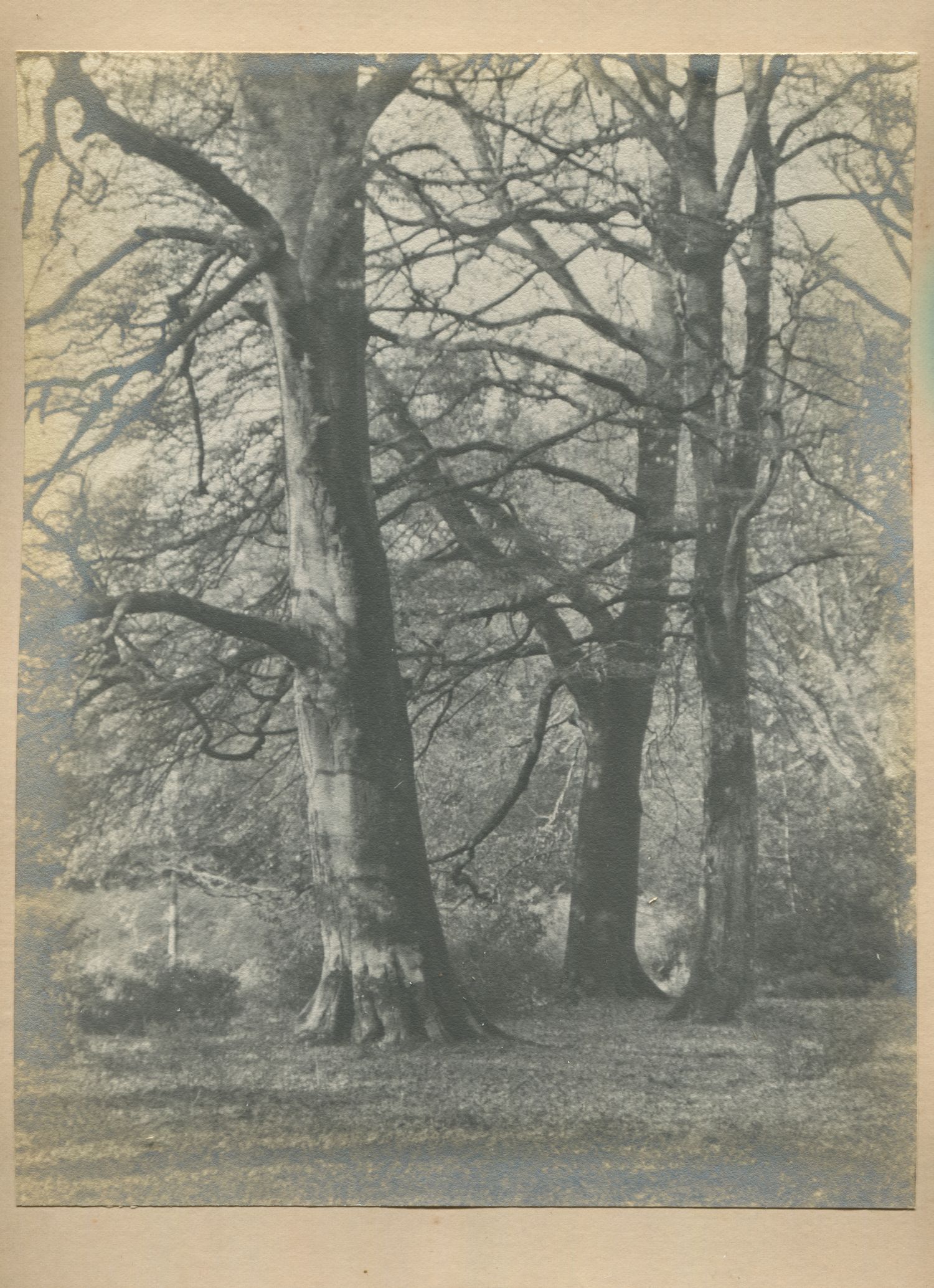 Beech trees, Burley