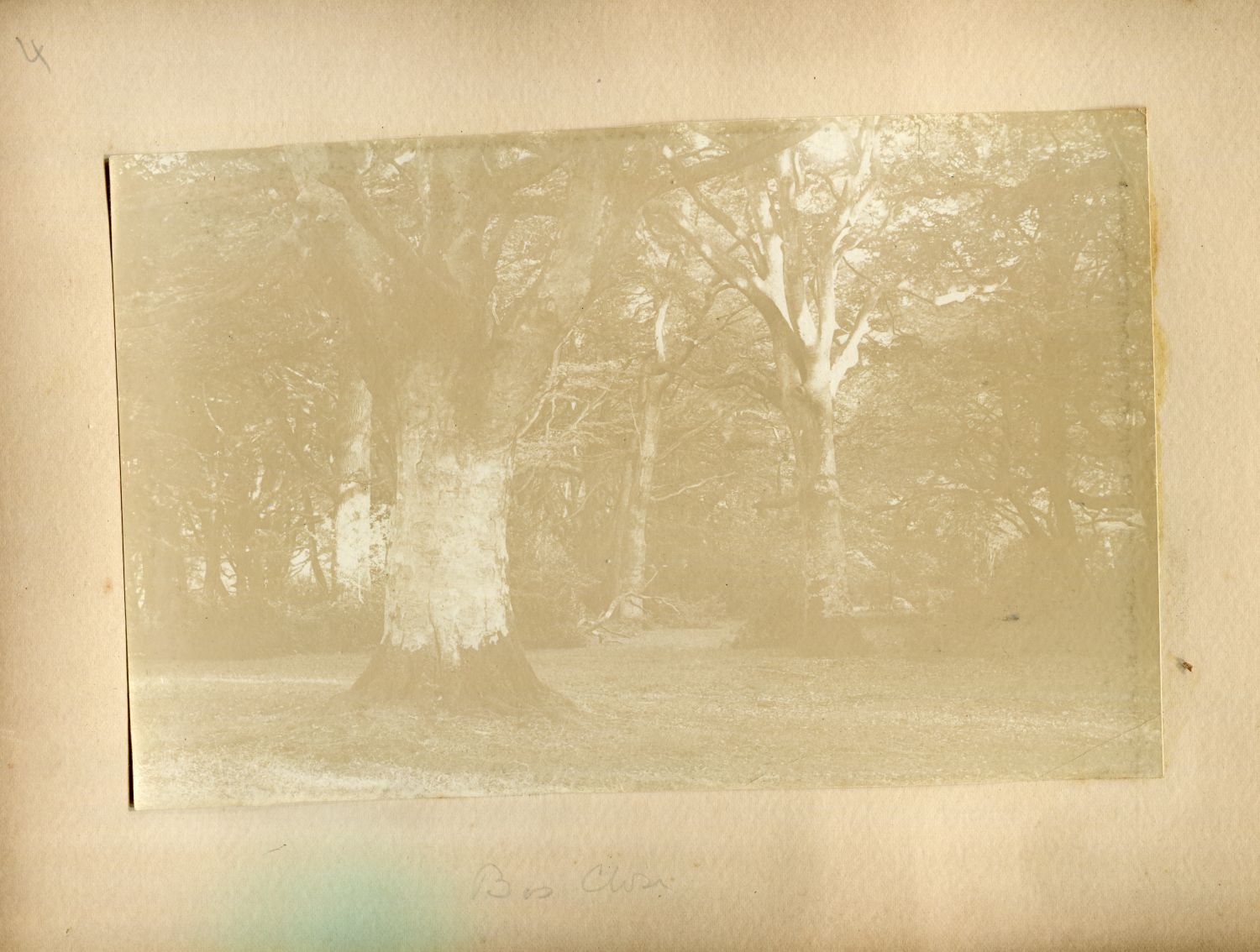 Old Beech trees, Burley Rocks