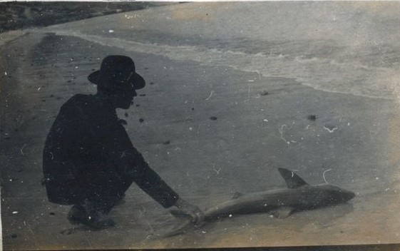 Man crouching down at the beach holding the tailfin of a small shark, South Africa, 1920