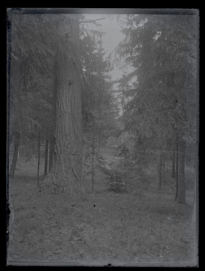 Metsavaade, esiplaanil puutüvi.