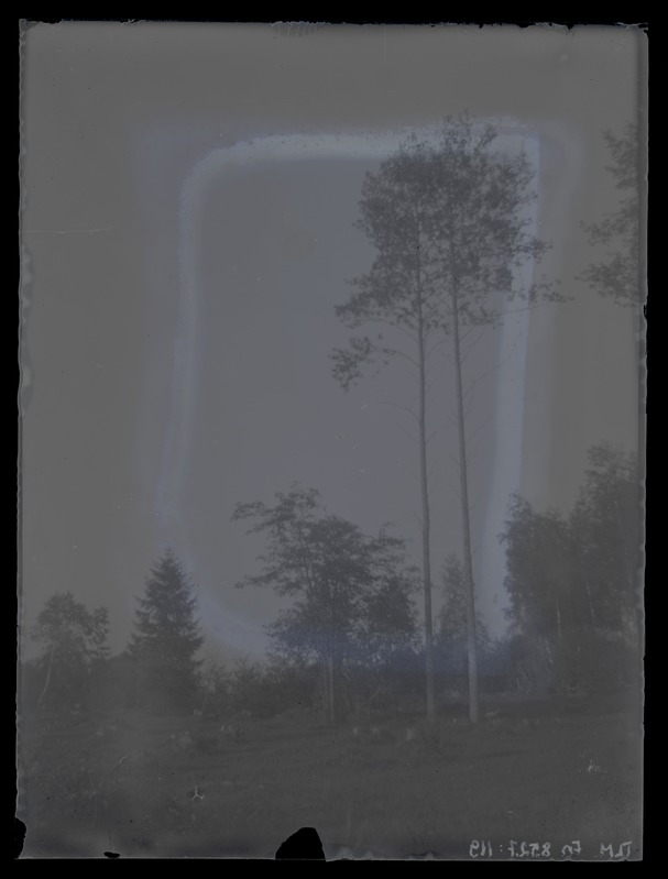 Maastikufoto kahe kõrge puuga esiplaanil, 1920-ndad aastad.