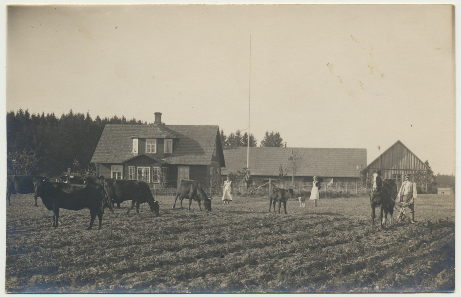 fotopostkaart, Karksi khk Polli vald Kungla talu, hooned, loomakari, kündmine 1933