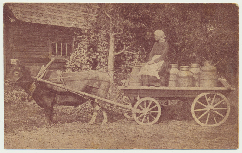 trükipostkaart Pilistvere khk Kõo-Soomevere sugupulli ühisuse pull Aadu, piimanõudega vankri ees u 1923