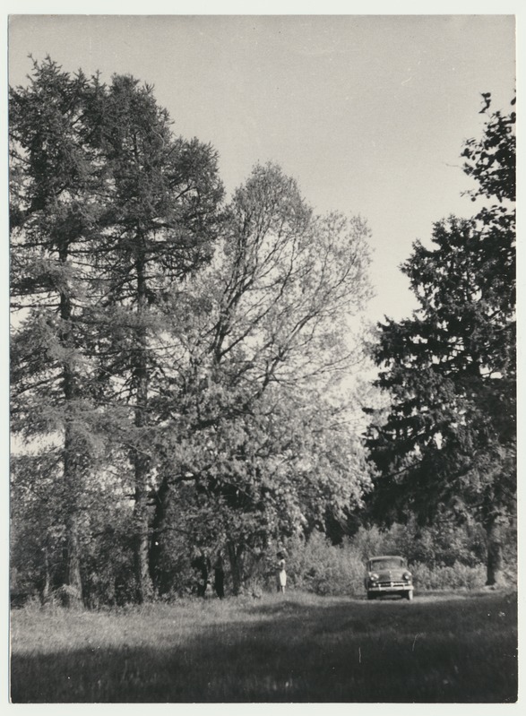 foto Tarvastu khk Kärstna v Patsi talu koht, Hendrik Adamsoni kodukoht 1964 foto A. Kiisla