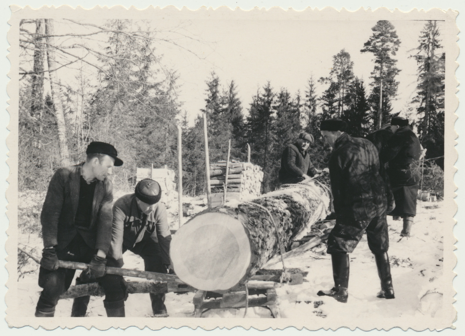 foto, Viljandimaa, palgivedu, u 1940