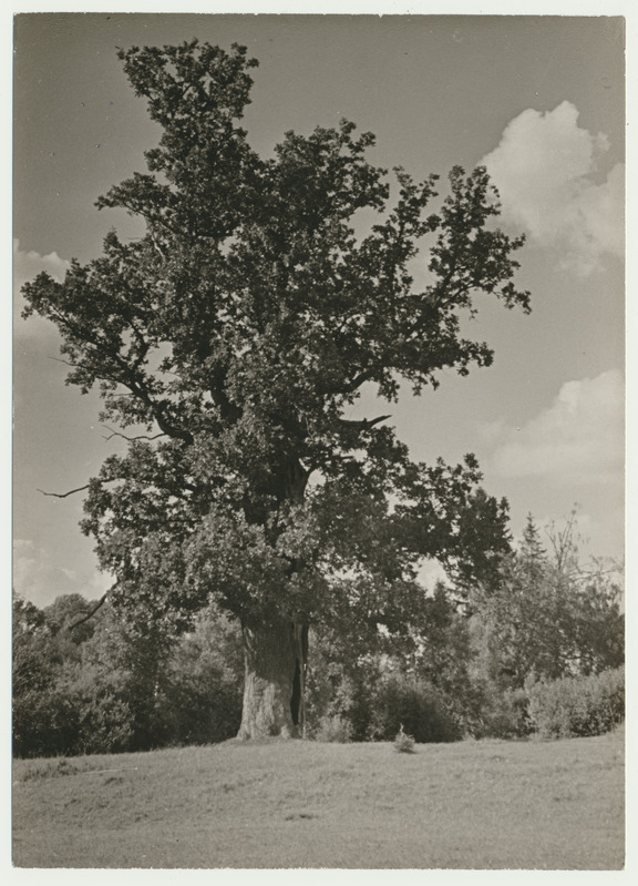 foto Paistu khk Polli tamm 1960 foto A. Kiisla