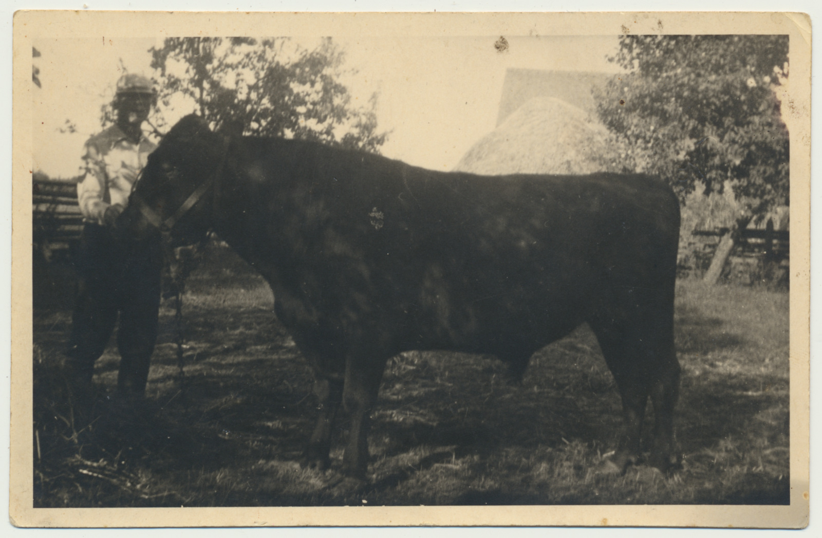 foto, Viljandimaa, Parveotsa talu pull 1938