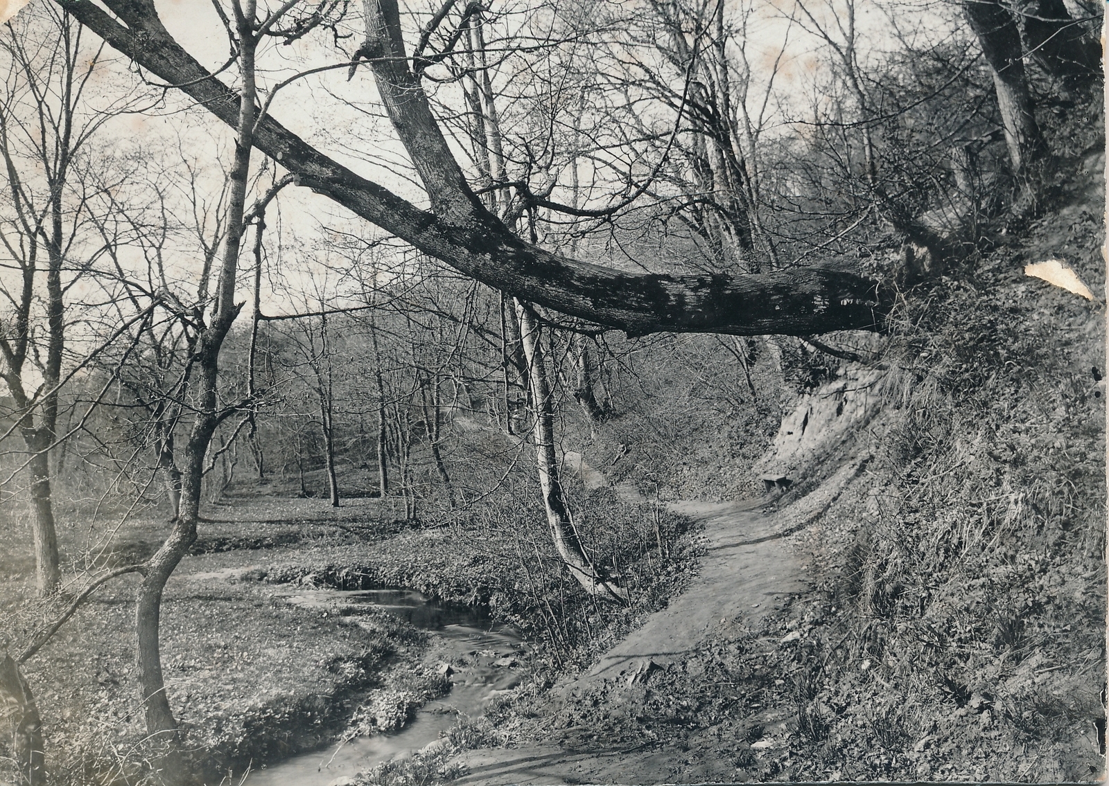 foto, Viljandi, Valuoja org, kõver puu, oja enne järve suubumist u 1910 F J.Riet