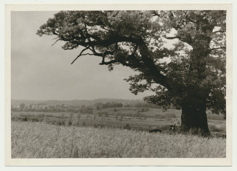 foto Viljandimaa, Viiralti tamm 1962 F A.Kiisla