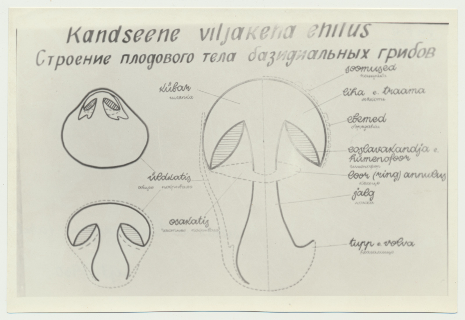 foto Viljandi muuseum, seenenäitus 1960 foto U.Roosimaa