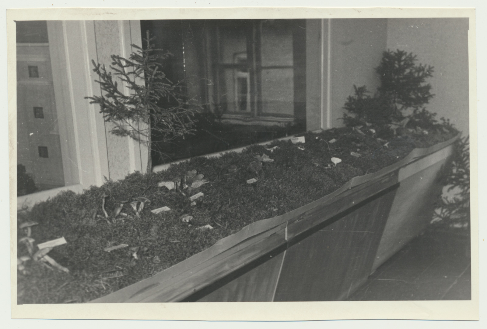 foto Viljandi muuseum, seenenäitus 1960 foto U.Roosimaa