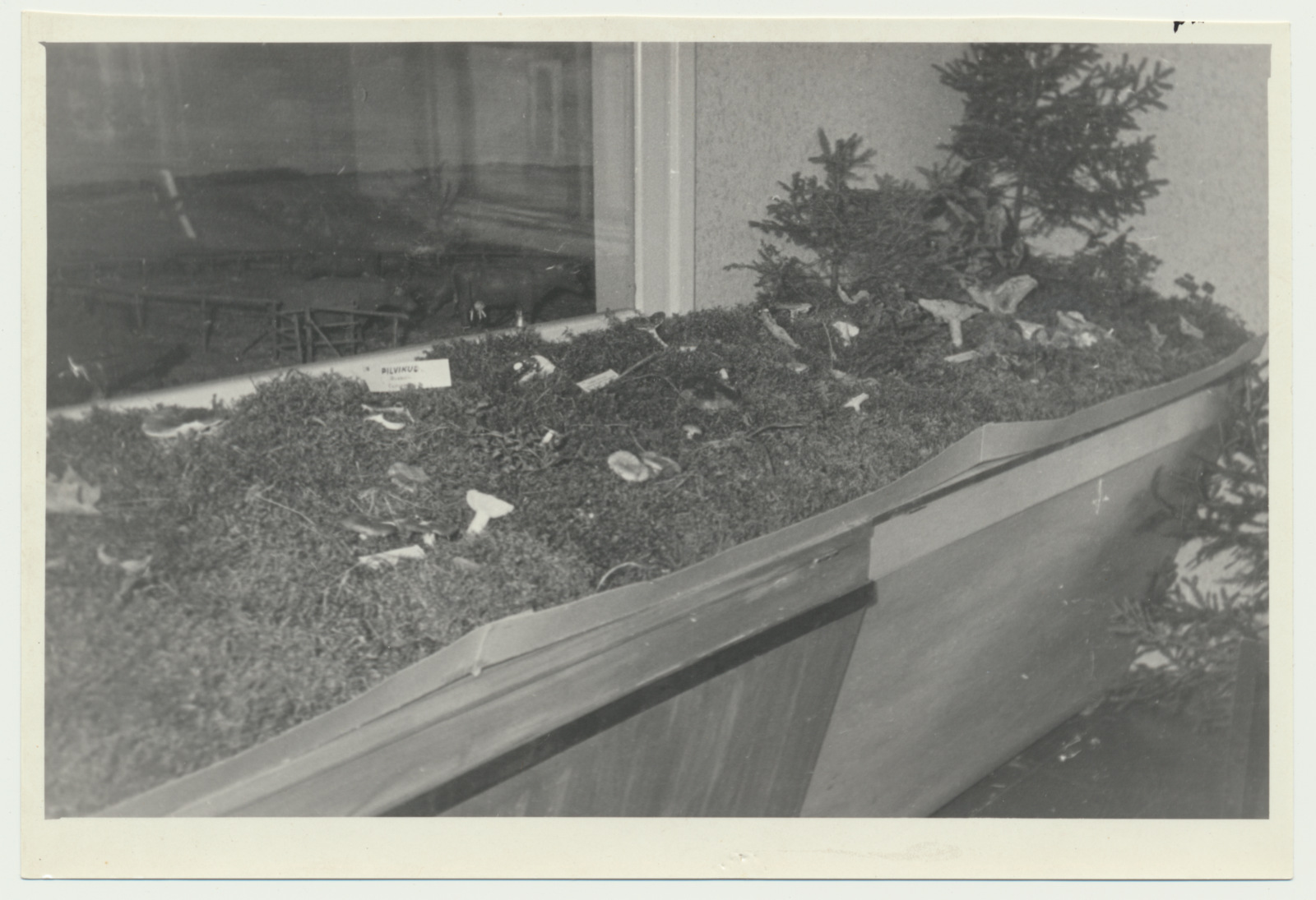 foto Viljandi muuseum, seenenäitus 1960 foto U.Roosimaa