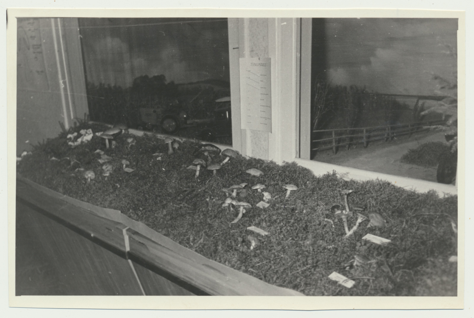 foto Viljandi muuseum, seenenäitus 1960 foto U.Roosimaa