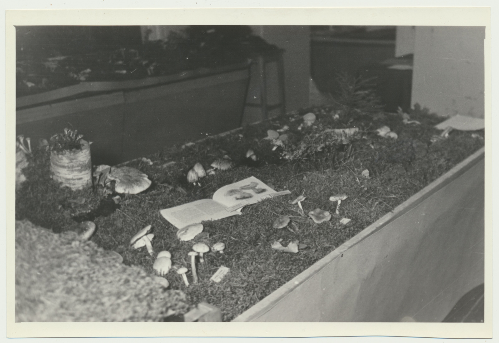 foto Viljandi muuseum, seenenäitus 1960 foto U.Roosimaa