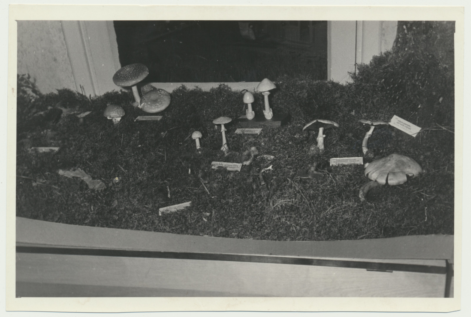 foto Viljandi muuseum, seenenäitus 1960 foto U.Roosimaa