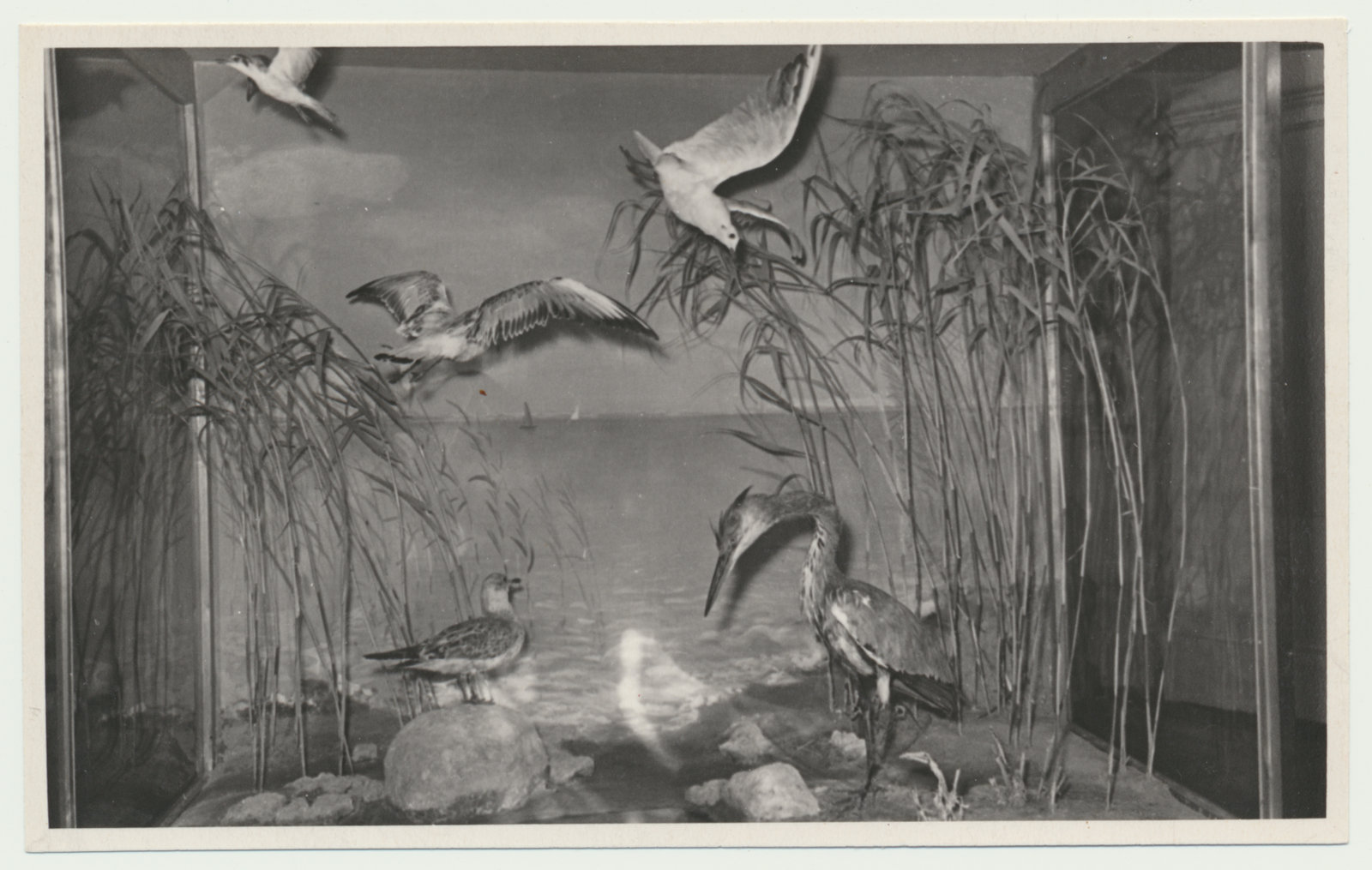 foto Viljandi muuseum, loodusekspositsioon, diaraam Võrtsjärv u 1960