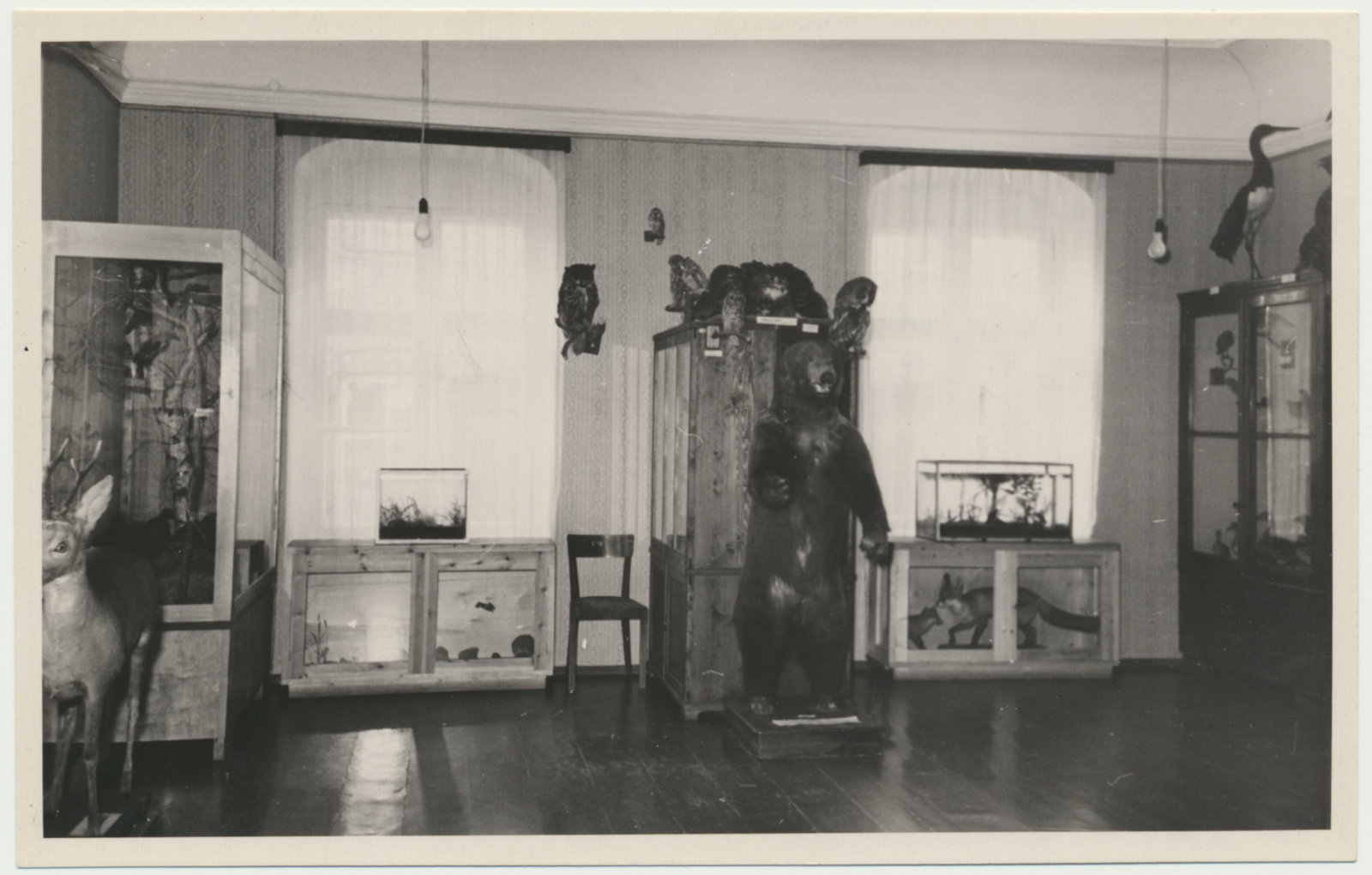 foto Viljandi muuseum, ekspositsioon, loodus, 1958 foto L.Vellema