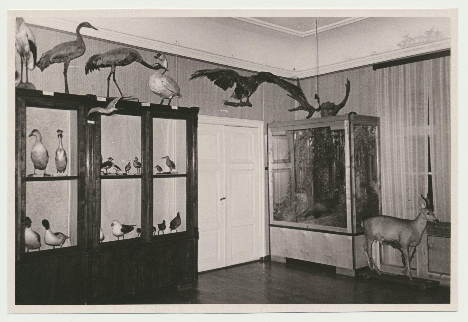 foto Viljandi muuseum, loodusekspositsioon u 1960 foto L.Vellema