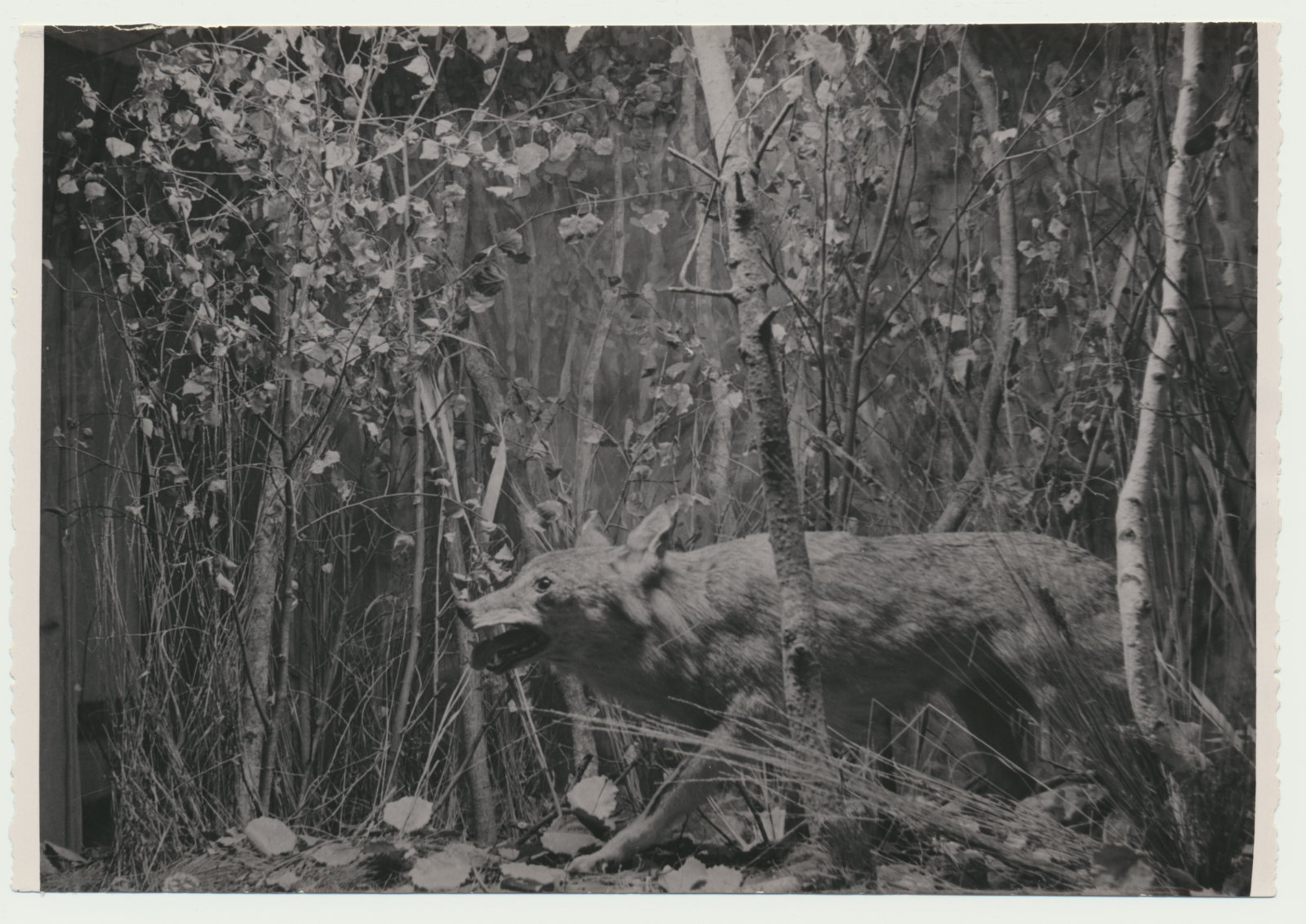foto Viljandi muuseum, loodusekspositsioon, hunt u 1970 F L.Vellema
