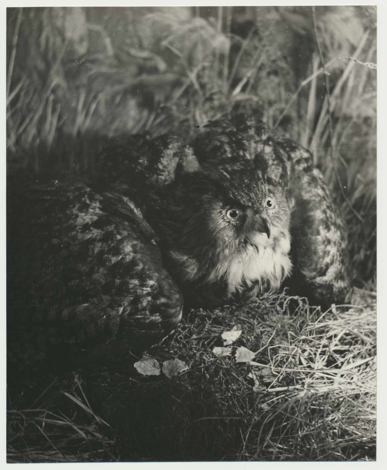 foto Viljandi muuseum, ekspositsioon, kassikakk - kaavik 1960 foto A.Kiisla