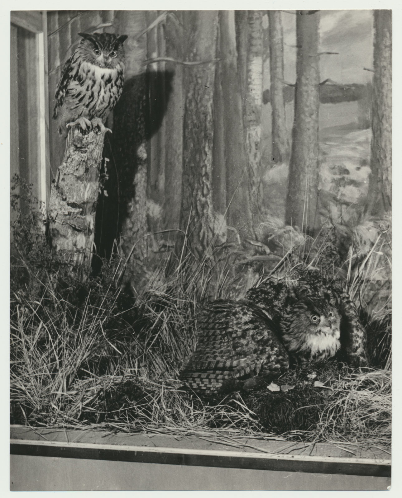foto Viljandi muuseum, ekspositsioon, kassikakk - 2 kaavikut, 1960 foto A.Kiisla