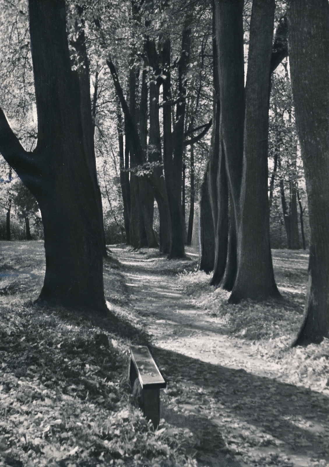 foto Viljandi lossipark, Filosoofia pst 1960 F A.Kiisla