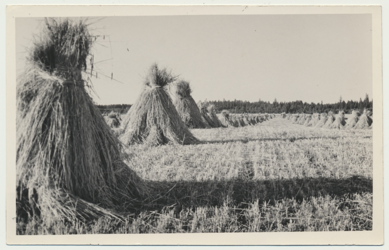 foto Rukkipõld, rukkihakid, Viiratsi mõis, 1939