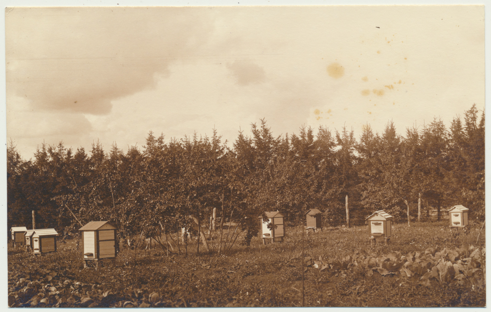foto, Polli Põllutöökooli Morna aiatalu mesila, 1932