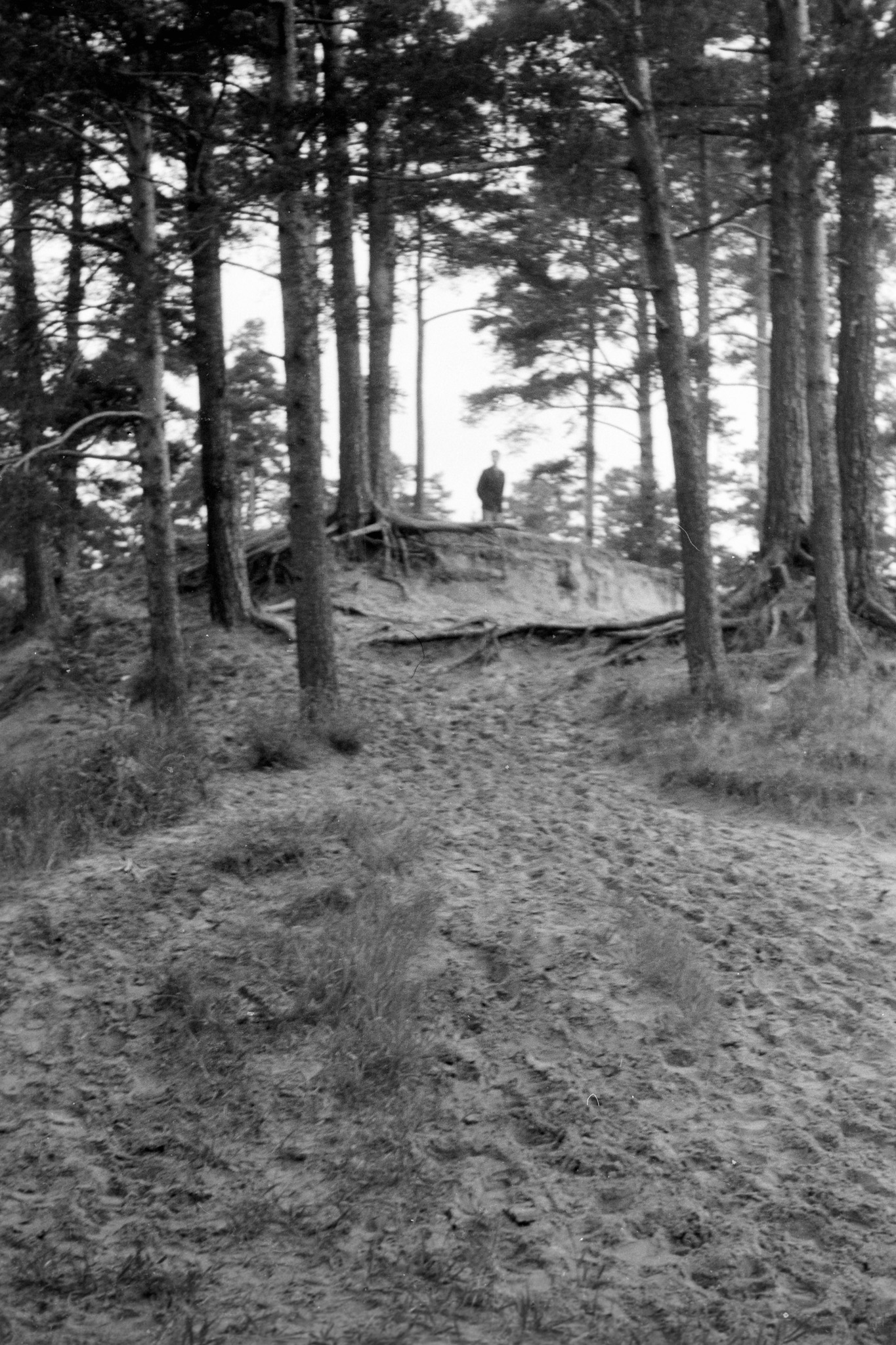 Cloud forest. 24.6.68
