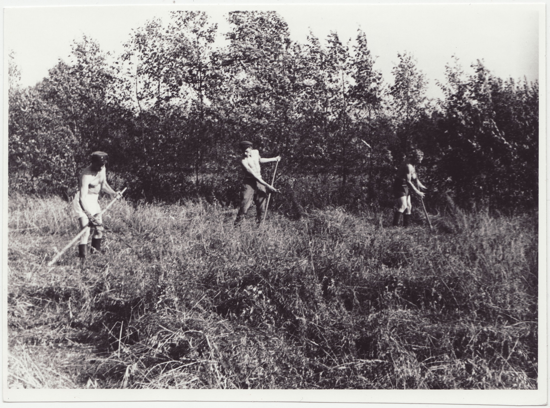 Tuletõrjekool Lihula rajooni Lembitu kolhoosi abistamas: niitjad kaerapõllul, 1950.a.