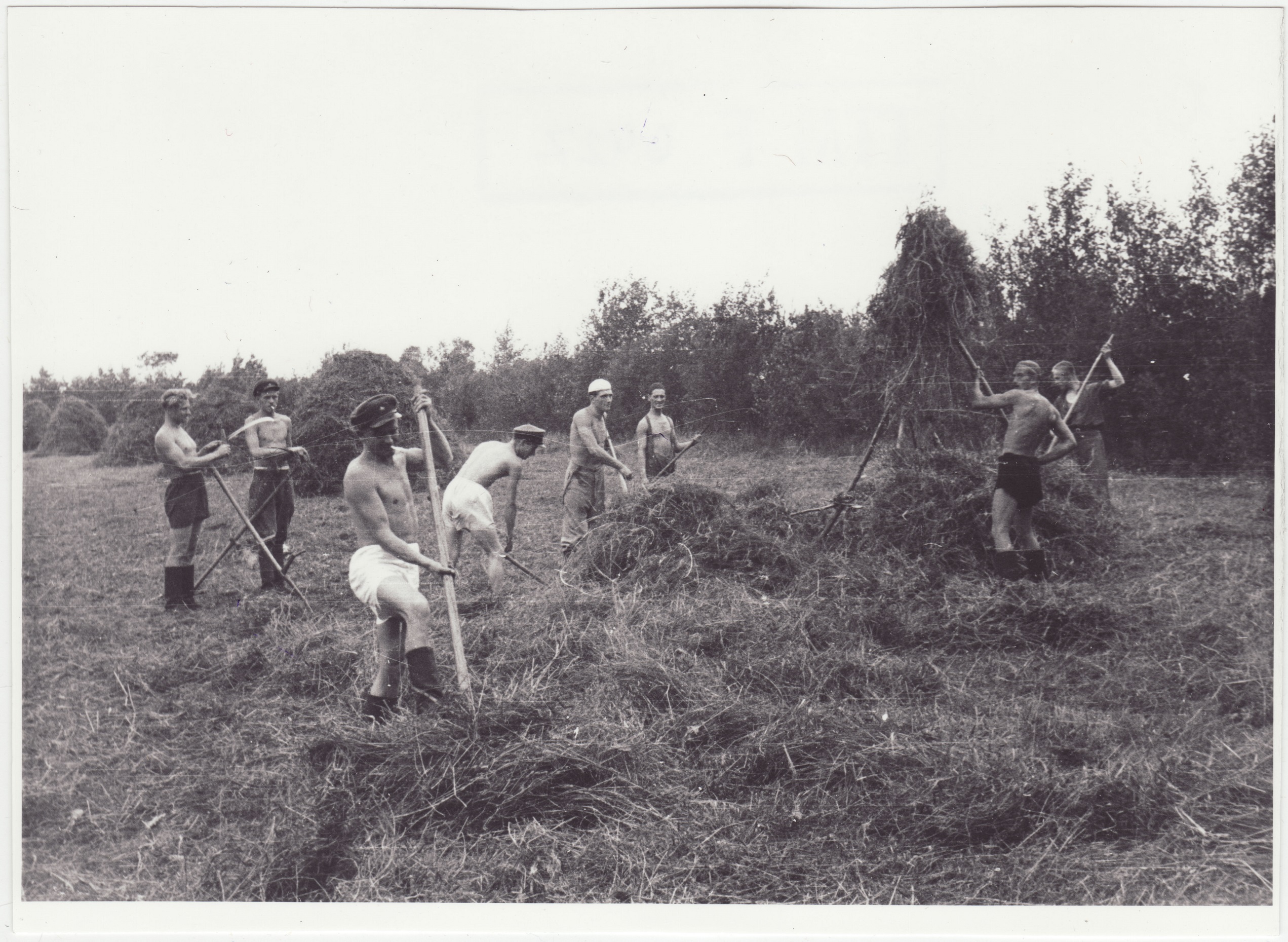 Tuletõrjekool Lihula rajooni Lembitu kolhoosi abistamas:  kaerapõllu koristamine, 1950.a.