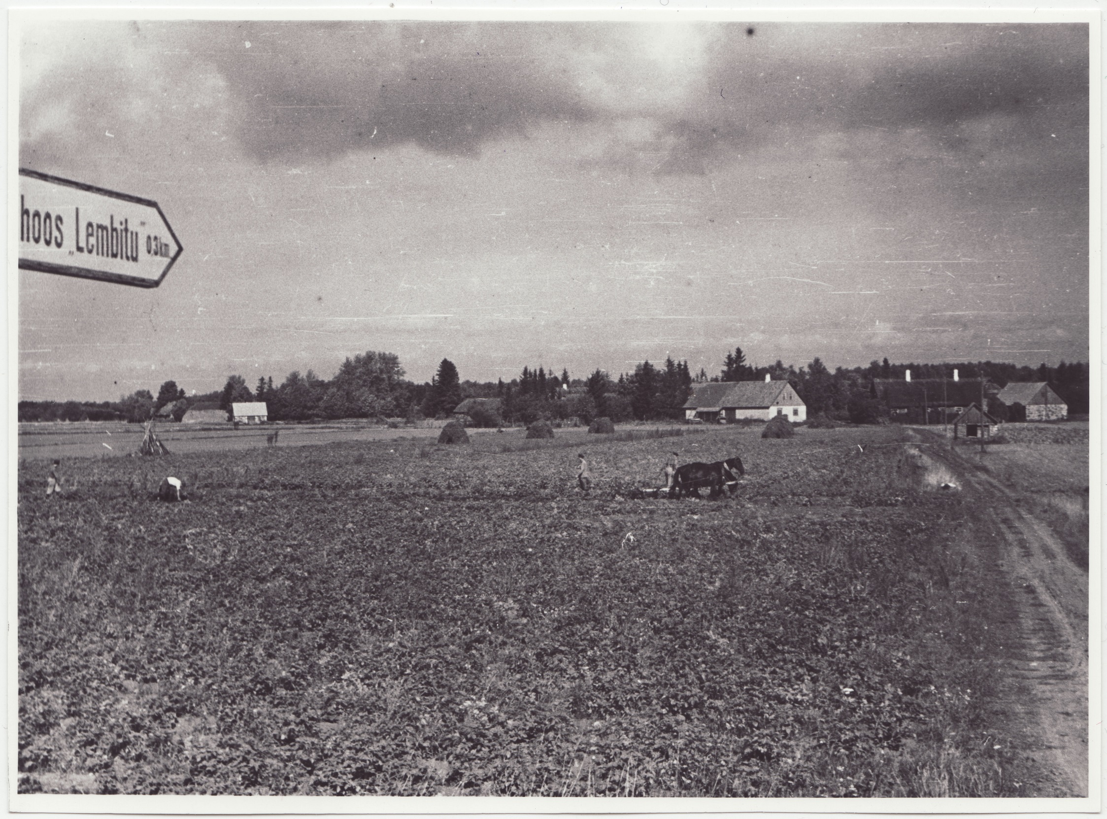 Tuletõrjekool Lihula rajooni Lembitu kolhoosi abistamas: vaade  kartulipõllule, 1950.a.