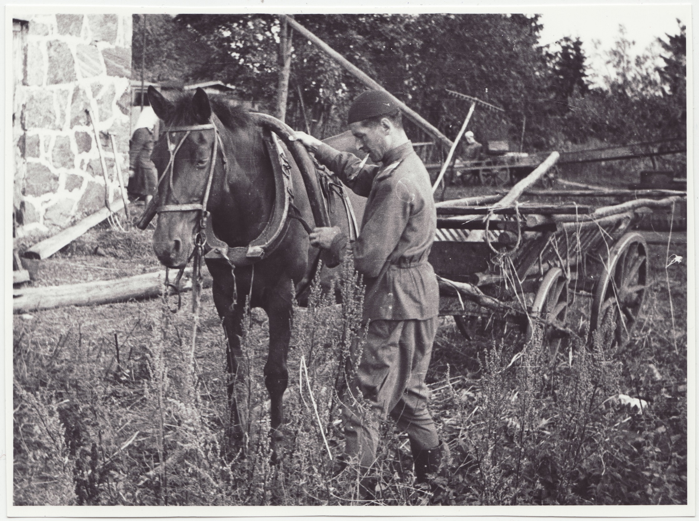 Tuletõrjekool Lihula rajooni Lembitu kolhoosi abistamas: kursant Annus rakendab hobust, 1950.a.