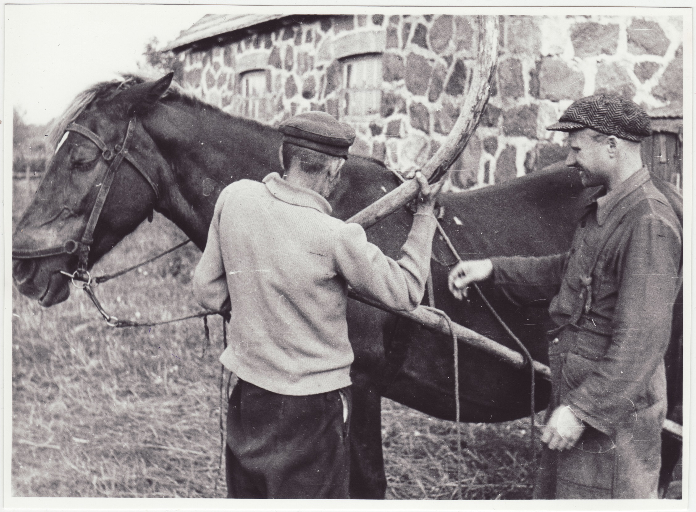 Tuletõrjekool Lihula rajooni Lembitu kolhoosi abistamas: hobuse rakendamist õppimas, 1950.a.