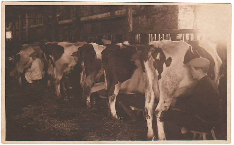 Lüpsivõistlus Keila mõisa laudas