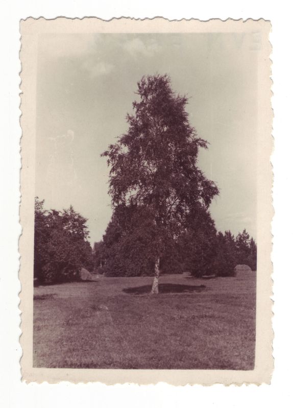Kask, kuhu Lauristin riputas oma leivakoti