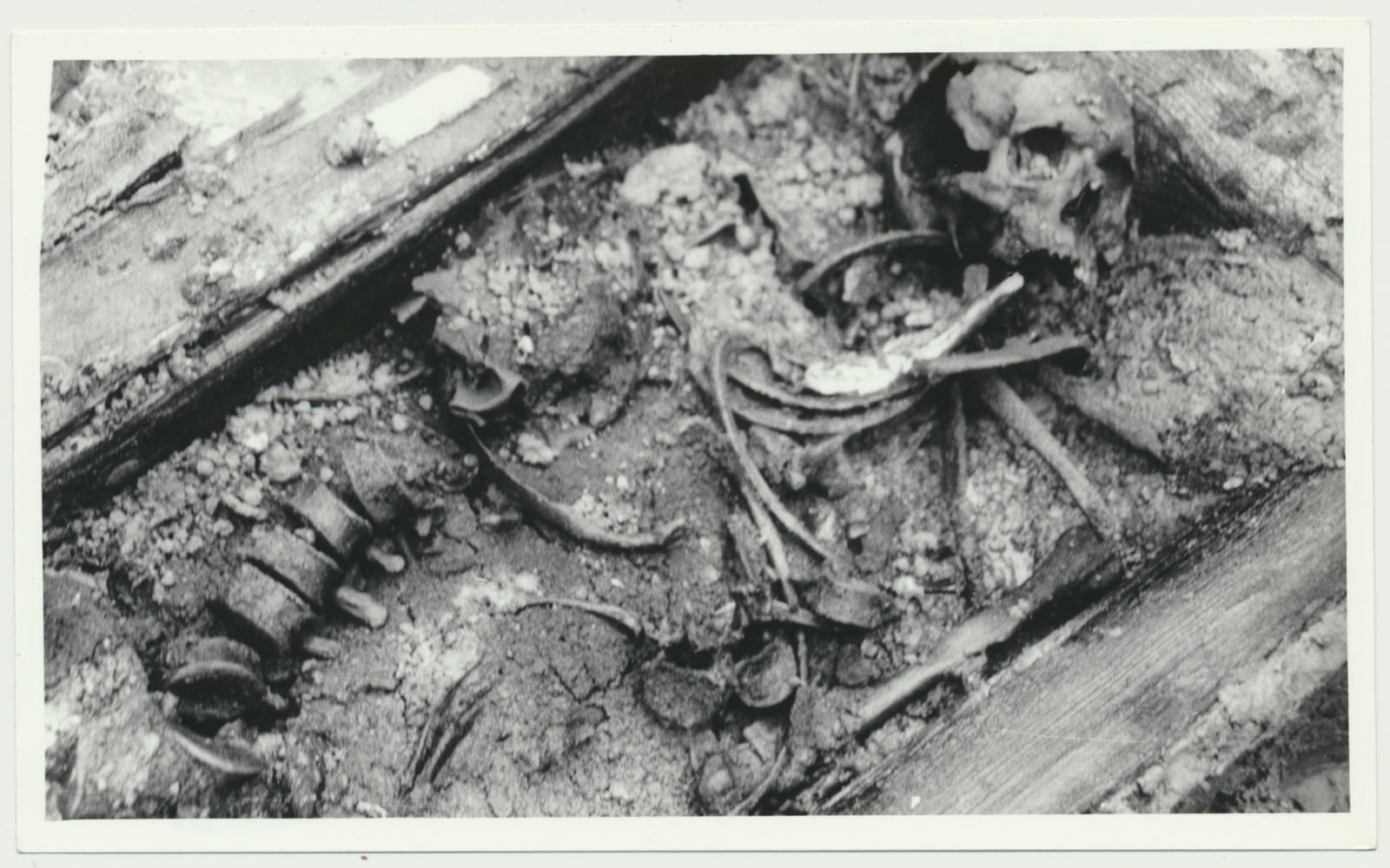 foto, Viljandi, Saksa sõdurite kalmistu, kaevamised, korrastamine, foto L. Kadalipp, 1992