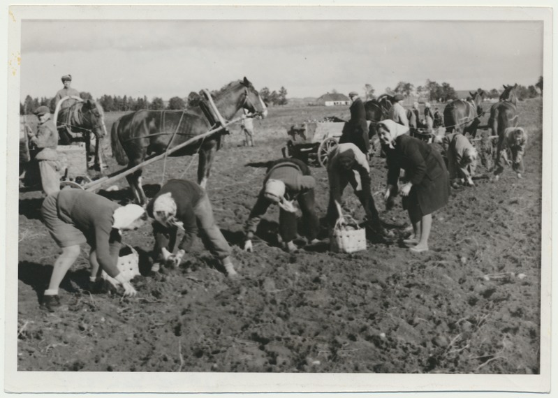 foto, Viljandimaa, Viiratsi sovhoos, käsitsi kartulivõtt, 1948