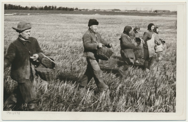 foto, Viljandimaa, Viiratsi sovhoos, käsitsi mineraalväetise külv, 1949