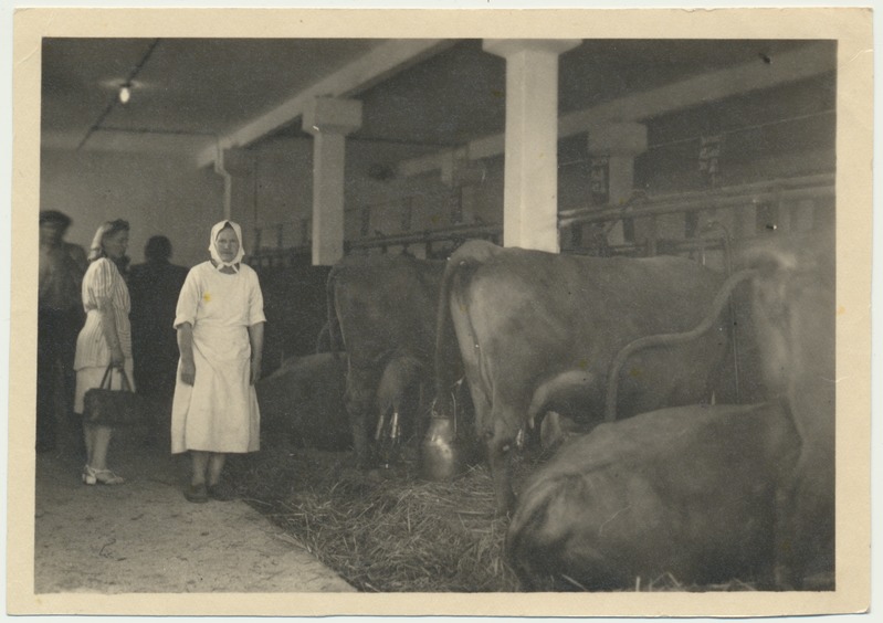foto, Viljandimaa, Uusna sovhoos, karjalaut, sisevaade, u 1950, foto T. Parri