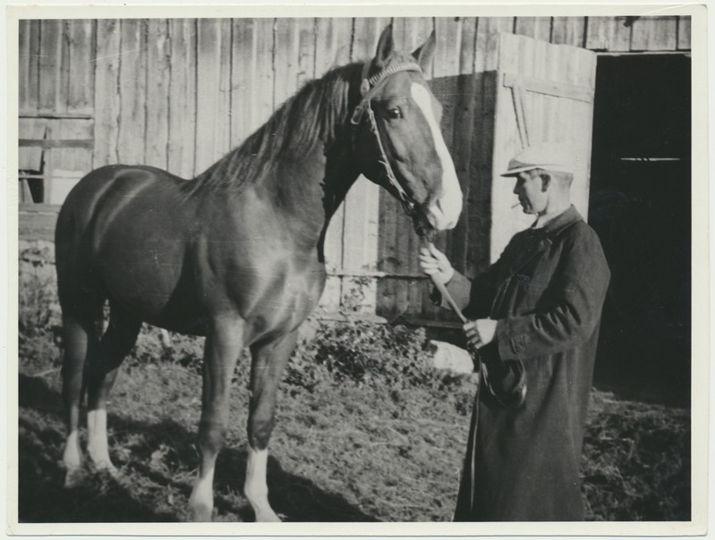 foto, Viljandimaa, põllumajanduse näitus, täkk, 1. koht, kolhoos Sakala, 1948