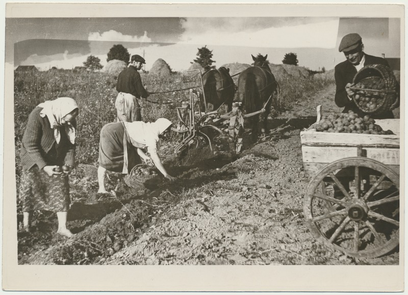 foto, Viljandimaa, kolhoos Lembitu, kartulivõtt hobusega, 1949