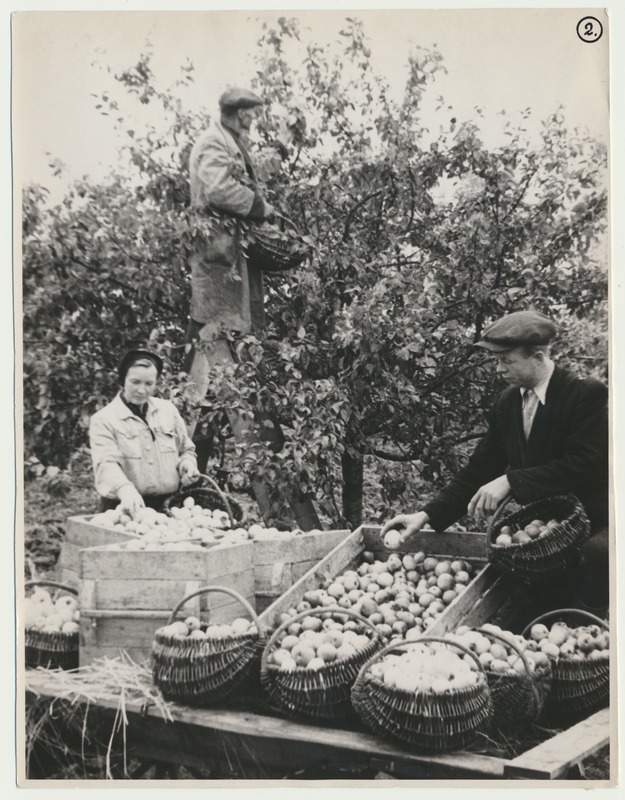 foto, Viljandimaa, kolhoos Lembitu, õunte korjamine, 1950